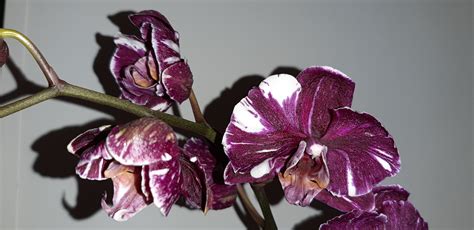 Phalaenopsis Magic 101: Orchid Basics for Beginners